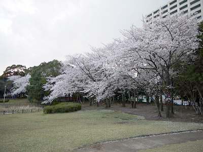 満開の桜