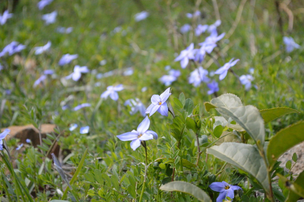 野生の花ニラ